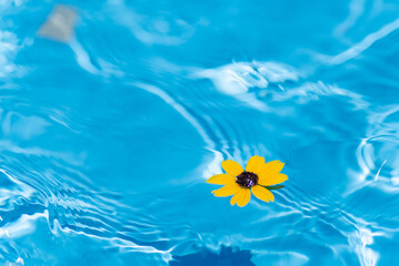Fototapeta na wymiar 水に浮かぶ黄色い花