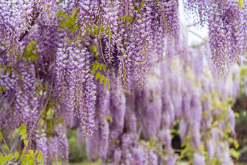 Obraz premium Blooming Wisteria Sinensis with scented classic purple flowersin full bloom in hanging racemes closeup. Garden with wisteria in spring