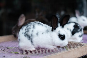 An English Spot rabbit breed placed on the top of the cage with bokeh or blurred background