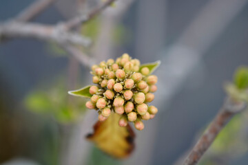 Arrowwood Eskimo flower buds