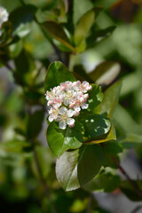Black chokeberry flowers