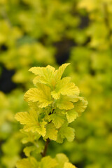 Ninebark Angel Gold leaves