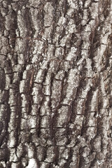 close up of tree bark texture for background