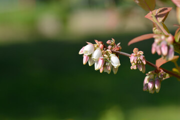 Blueberry Brigitta Blue flowers