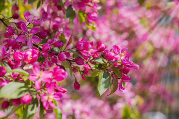 Blooming cherry tree in the garden. Spring seasonal of growing plants. Gardening concept