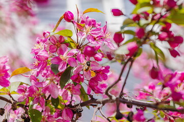 Blooming cherry tree in the garden. Spring seasonal of growing plants. Gardening concept