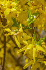 Blooming forsythia grow in the garden. Spring gardening, outdoor concept background, floral style