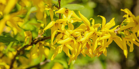Blooming forsythia grow in the garden. Spring gardening, outdoor concept background, floral style