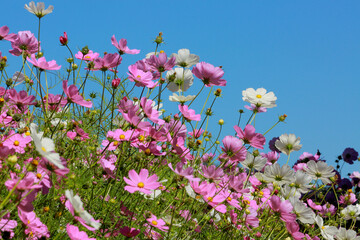 Fototapeta premium natural flowers in sri lanka