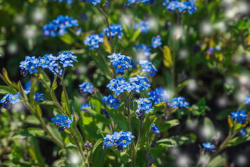 Blooming forget-me-not flowers grow in the garden. Spring gardening, outdoor concept background,...
