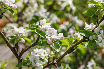 Blooming apple tree in the garden. Spring seasonal of growing plants. Gardening concept