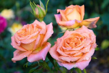 Roses after the rain. Beautiful pink flowers with raindrops on the petals. Close-up. Selective focus. Copyspace