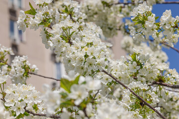 Blooming cherry tree in the city on the background of the cloudless blue sky. Spring seasonal