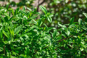 Living green hedge in the garden or in the city. Spring gardening, outdoor concept background