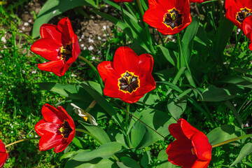 Blooming tulips grow in the garden. Spring gardening, outdoor concept background, floral style