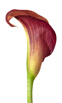 Red Calla lilly isolated on transparent background