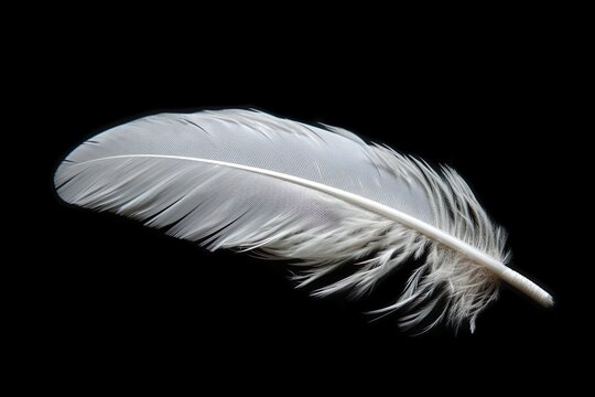 White Feather On Black Background