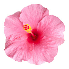 Pink Hibiscus flowers isolated on transparent background - 605582612