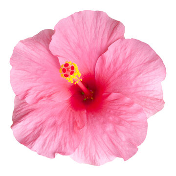Pink Hibiscus flowers isolated on transparent background