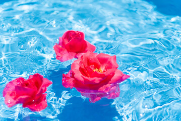 水に浮かぶ赤いバラの花