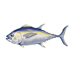 Tuna fish hand drawn on transparent background