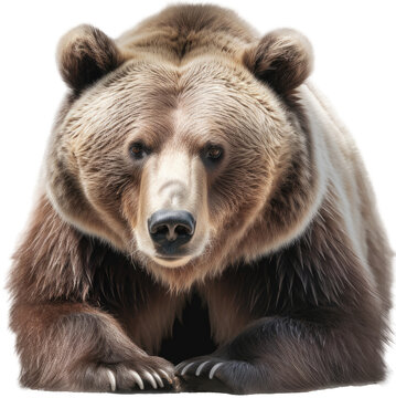 Lying grizzly bear isolated on a white background as transparent PNG, generative AI animal