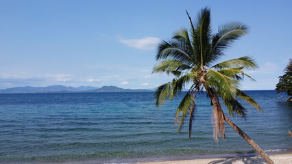 Coconut tree on the beach. Palm tree on the seashore, sandy beach, tropical island view, blue sea, white clouds.