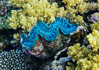 underwater world, cockle Giant Clam in the Red Sea Colorful and beautiful