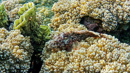 underwater world of the Red Sea  © Globus 60