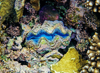 underwater world, cockle Giant Clam in the Red Sea Colorful and beautiful