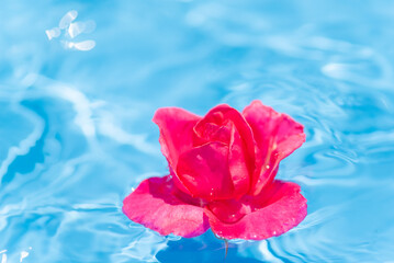 Fototapeta na wymiar 水に浮かぶ赤いバラの花