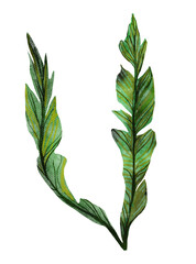 Watercolor coral reef drawing sea ocean natural kelp algae, polyp coral plants seaweed on white background hand drawn illustration water undersea bubbles aquarium