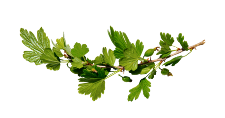 Branch of gooseberry bush on isolated white background. Sprout of spring berry bush with leaves isolated. Copy space.