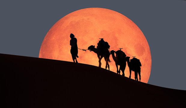 Camel caravan in the desert at sunrise with super full moon -  Sahara, Morrocco "Elements of this image furnished by NASA"