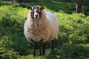 Schaf mit schwarzem Kopf und schwarzen Beinen