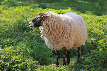 Schaf mit schwarzem Kopf und schwarzen Beinen