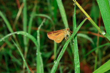 butterfly on grass. The subfamily Heliconiinae of the Nymphalidae family. Close-up of insect perched on plant. macro animal photography.
