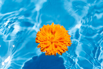 水に浮かぶキンセンカの花 - obrazy, fototapety, plakaty