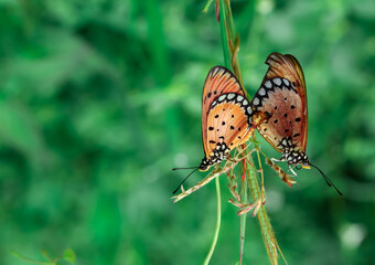 beautiful butterflies that are mating. butterfly mating season. process of reproduction of a...