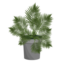 Palm tree in a flower pot, isolated on a white background.Vector illustration of an exotic plant.
