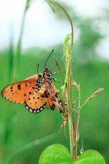 beautiful butterflies that are mating. butterfly mating season. process of reproduction of a butterfly. beautiful nature wallpapers. close up of an insect perched on a plant. macro animal photography.