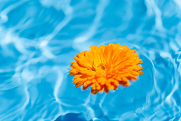 水に浮かぶキンセンカの花