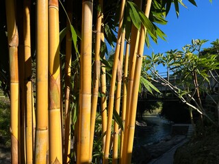 Background of bamboo trees with yellow stem in the park 