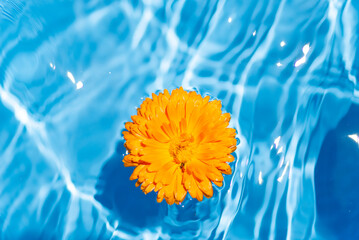 水に浮かぶキンセンカの花