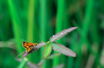 butterfly on the grass. small butterfly with beautiful wings.  Close-up of insect perched on plant. macro animal photography.
