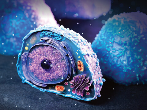 Lymphocyte, illustration