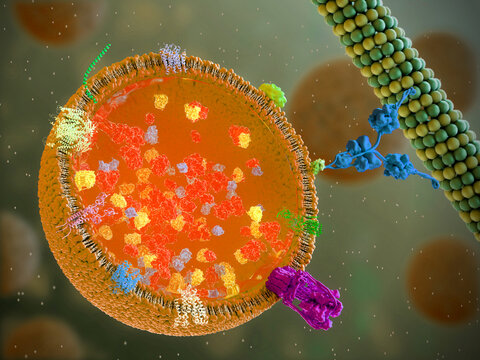 Lysosome, illustration