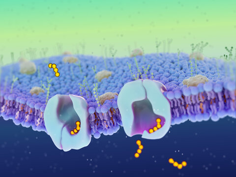 Transmembrane protein transporter, illustration