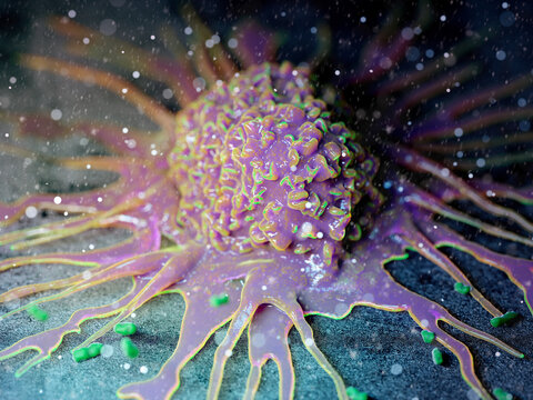 Macrophage, illustration