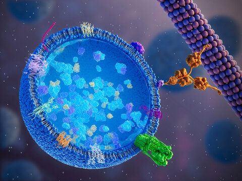 Lysosome, illustration